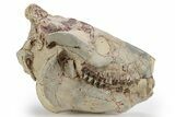 Fossil Oreodont (Eporeodon) Skull - South Dakota #249250-1